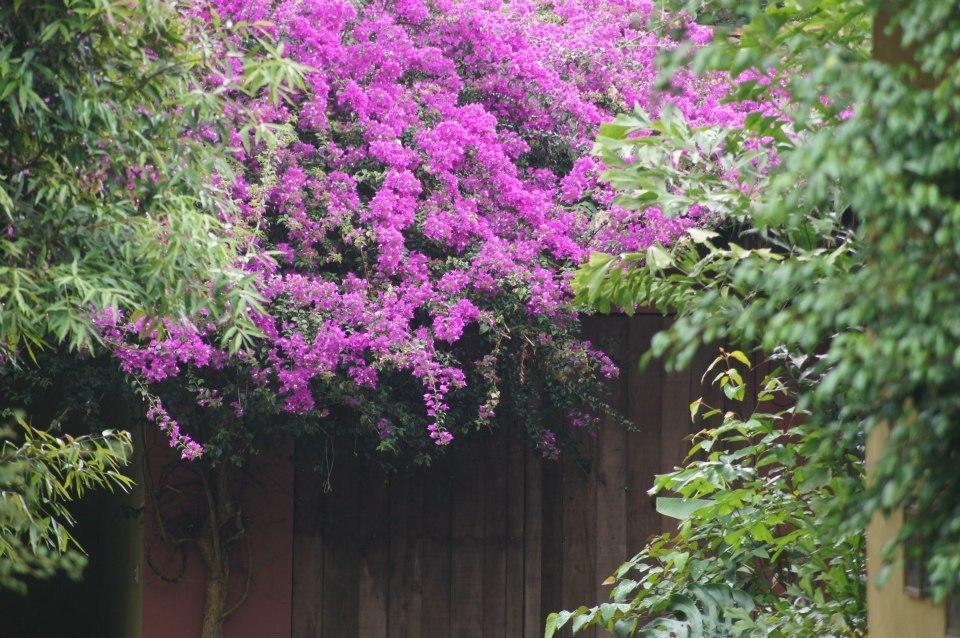 Hacienda La Isla Lodge Sarapiquí Exteriér fotografie